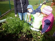 Sklízíme úrodu na školní zahrádce